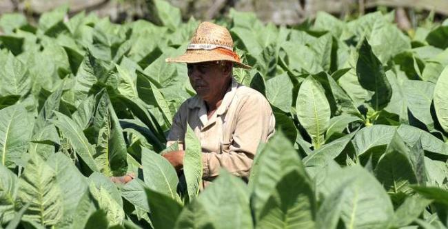 Productor de tabaco en Cuba.
