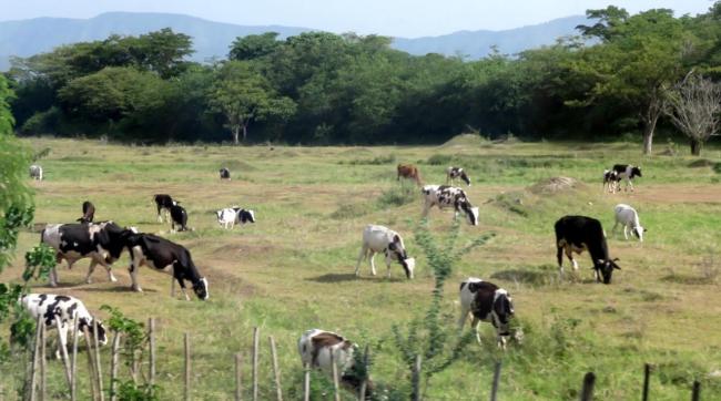 Un grupo de vacas pastan en Cuba.