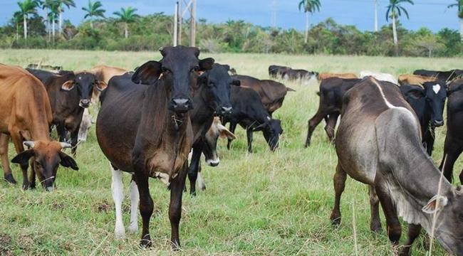 Un grupo de vacas pastan en Cuba.
