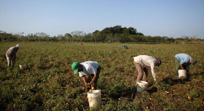 Agricultores cubanos recogen tomate.
