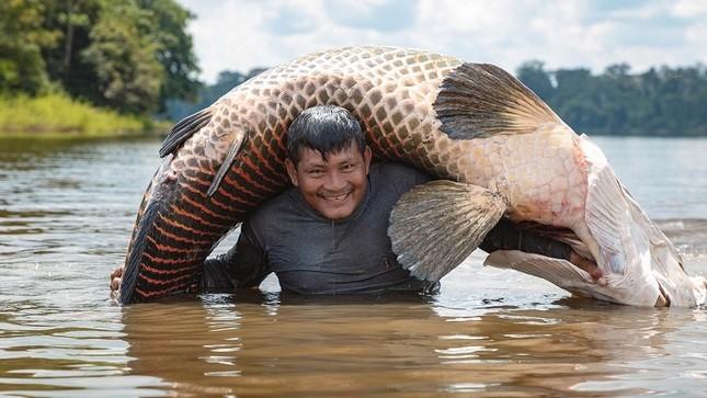 Ejemplar gigante de paiche de un afluente amazónico.