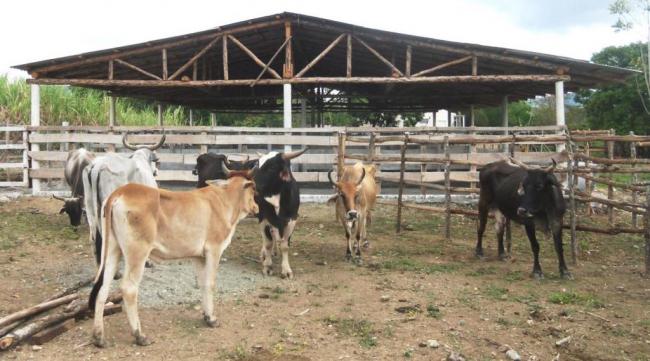 Un grupo de vacas en Cuba.