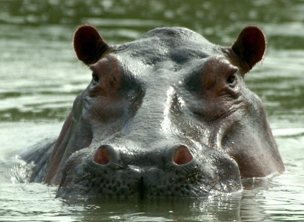 Hipopótamo.