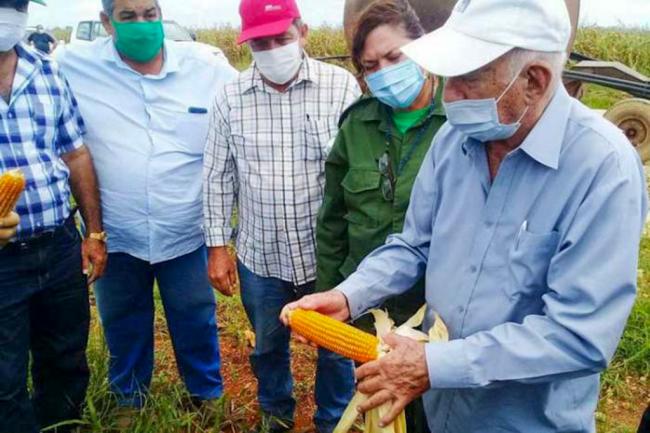 José Ramón Machado Ventura revisa la producción de maíz transgénico en Sancti Spítirus.