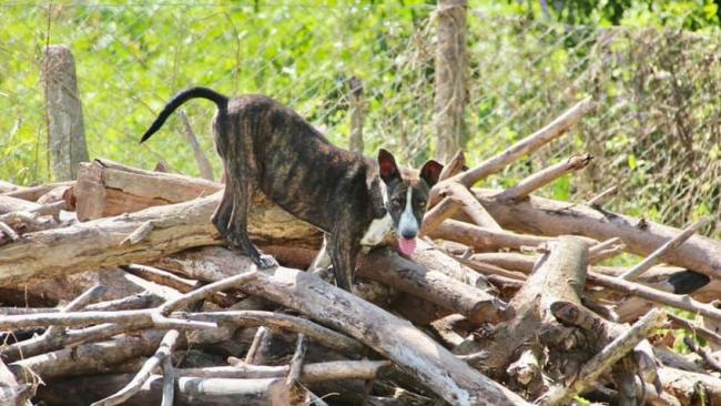 Un perro en Cuba.