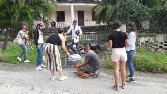 Activistas tras un rescate de perros en La Habana