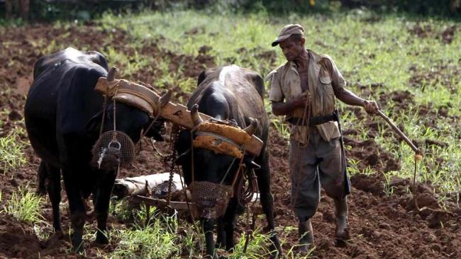 Un campesino cubano prepara la tierra para sembrar.