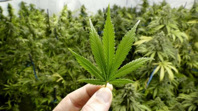 Una planta de cannabis. 