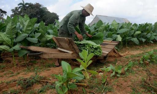 Un campesino cultiva tabaco.