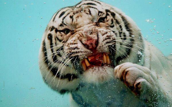 Tigre bajo el agua.