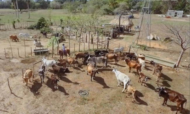 Vacas cubanas.