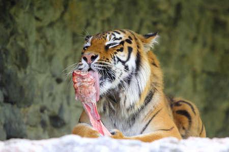 Tigre pelando un hueso.