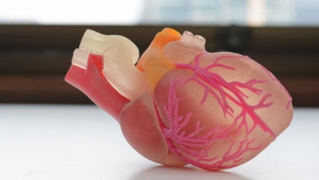 Modelo anatómico de corazón.