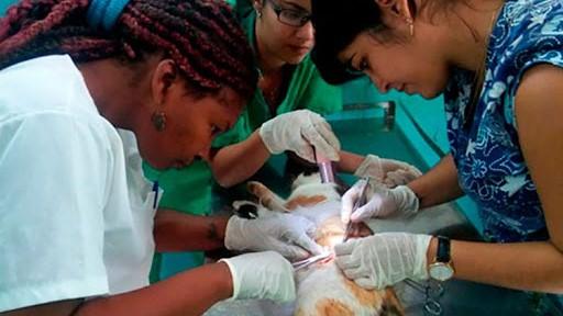 Veterinarios en Cuba.