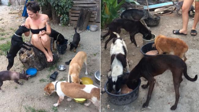 La animalista Leidy Laura Hernández junto a sus perros rescatados.