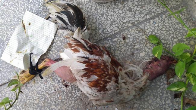 Un gallo muerto y una hoja de papel con amenazas en el portal de la casa del animalista cubano Javier Larrea.