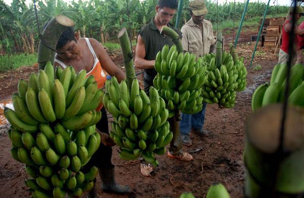 Agricultores en Cuba.