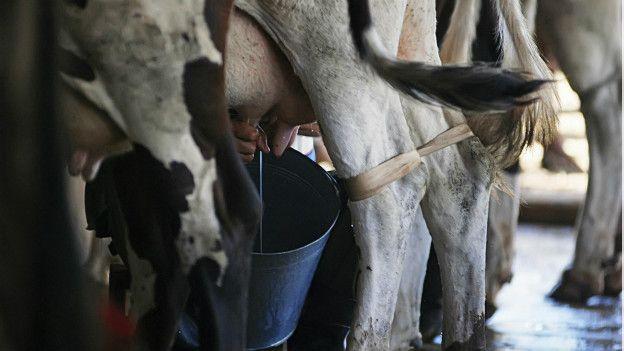 Ordeño de vacas en Cuba.