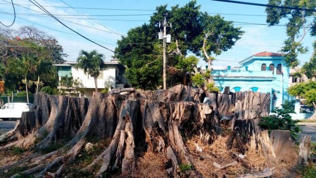 Un árbol talado en Miramar, La Habana.