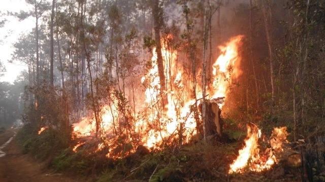 Fuego en el Parque Alejandro de Humboldt durante el incendio iniciado el 17 de abril y extinguido el 9 de mayo. 