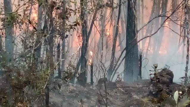 Zona del Parque Nacional Alejandro de Humboldt devorado por las llamas.