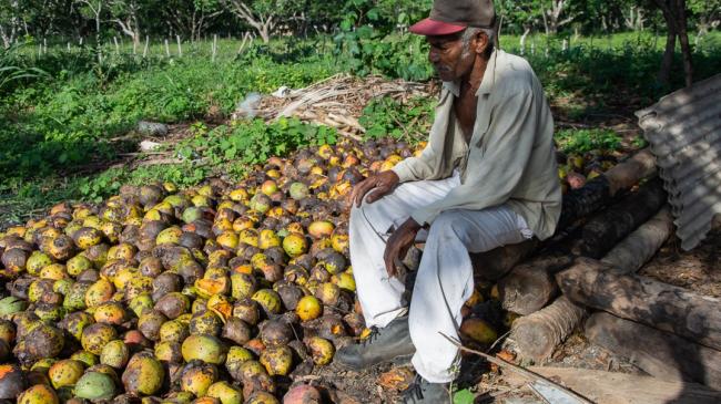 Un campesino observa su cosecha de mangos mientras se pudre.