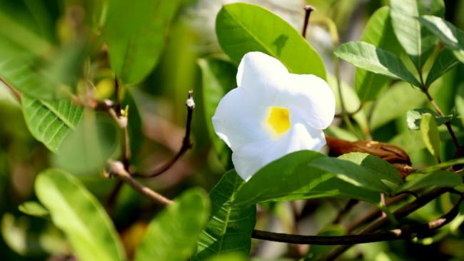 Planta florecida en Cuba.
