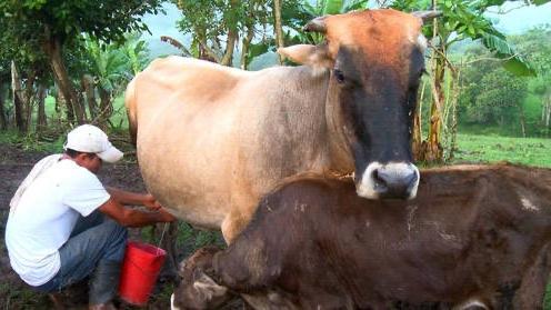 Un campesino cubano ordeña una vaca.