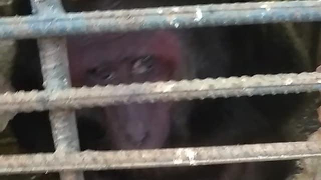 Una mona encerrado en un zoológico de Cuba.