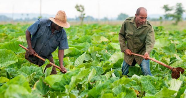 Dos agricultores cubanos.