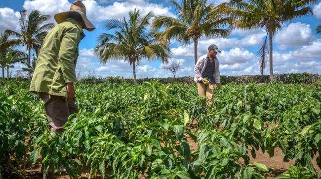 Campesinos cubanos en un sembrado.