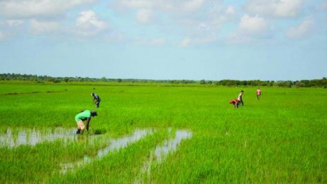 Cultivos de arroz en Cuba.