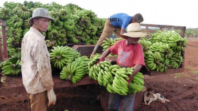 Campesinos cubanos recogen plátanos.