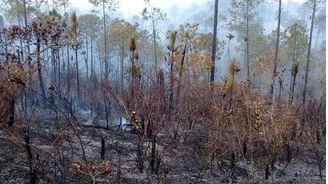 Bosques incendiados en Pinar del Río.
