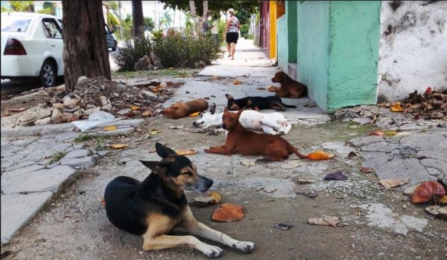 Perros callejeros en La Habana.