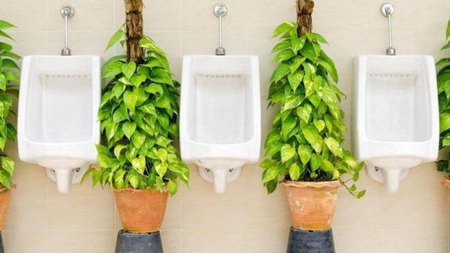 Urinarios junto a plantas.