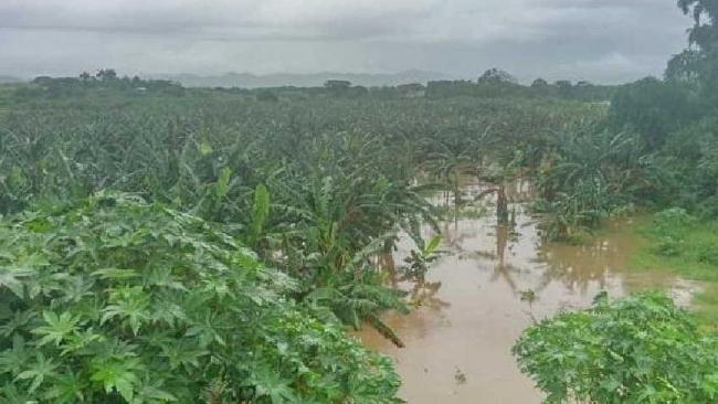 Plantaciones afectadas por las lluvias en Trinidad.