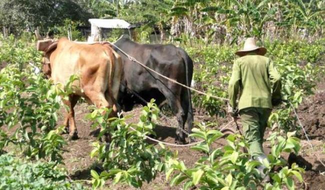 Un campesino cubano con sus bueyes.