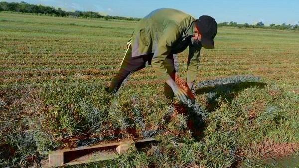 Un campesino cubano trabajando la tierra.