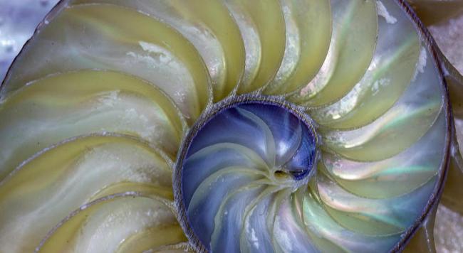 Interior de un nautilus.