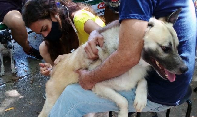 Animalistas vacunan un perro en La Habana.