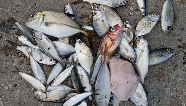 La pesca del día de un pescador en La Habana.