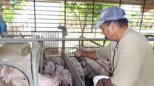 Una granja porcina en Villa Clara.