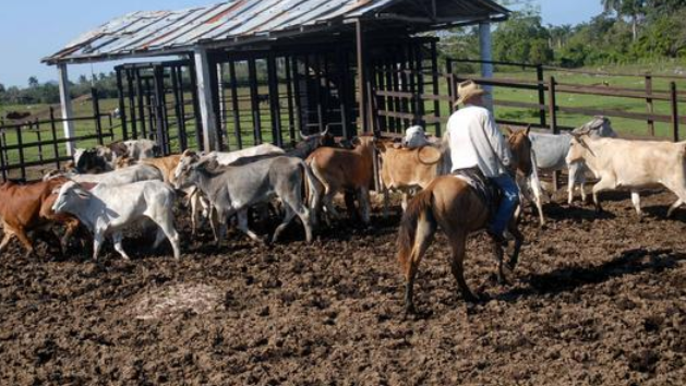 Una finca ganadera en Cuba.