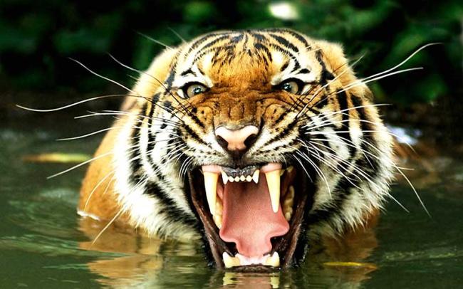 Tigre.