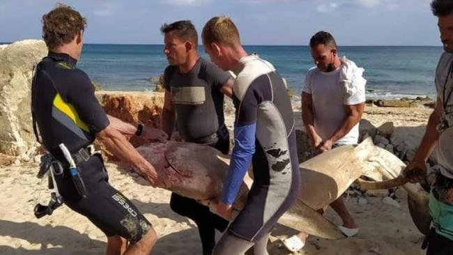 Un tiburón capturado por pescadores cubanos en 2022.