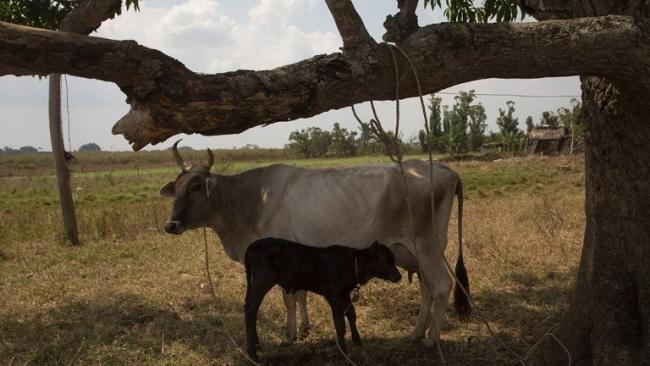 Una vaca con su ternero amarrados para evitar que sean robados.