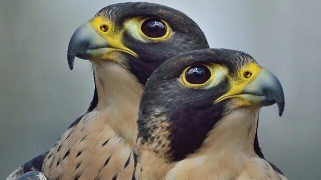 Dos halcones.