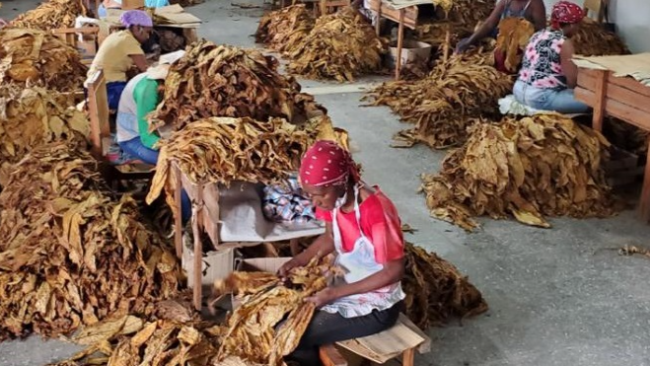 Mujeres trabajando el tabaco en Cuba.