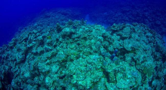 Corales cubanos blanqueados.